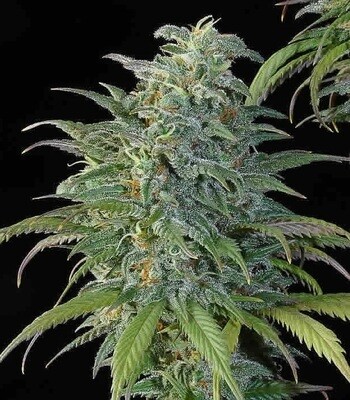 Big Bud Kush