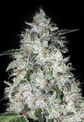 OG Kush