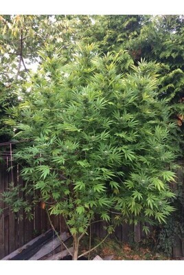 OG Kush