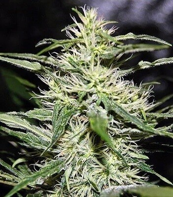 Jack Herer