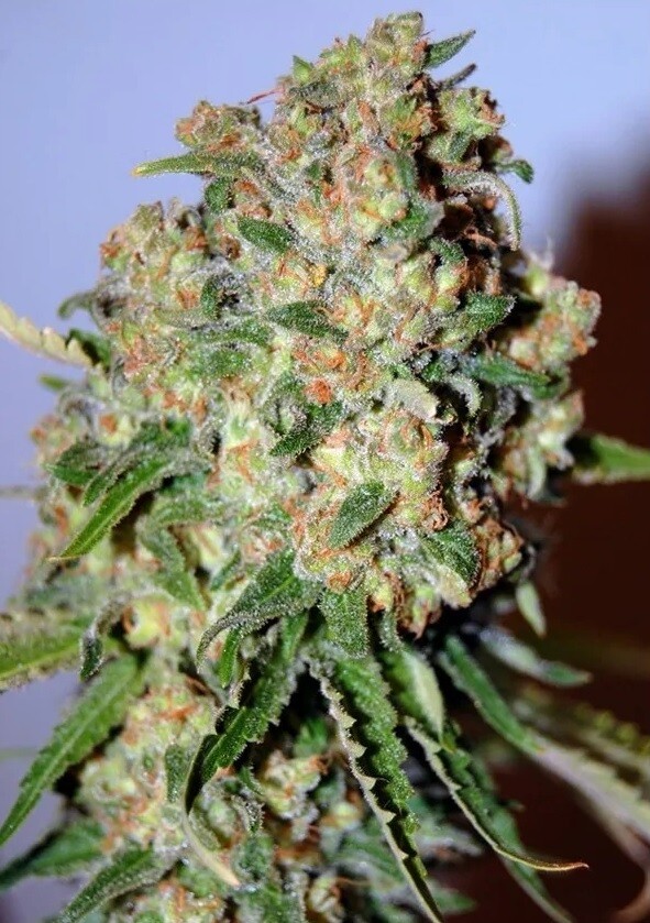Critical