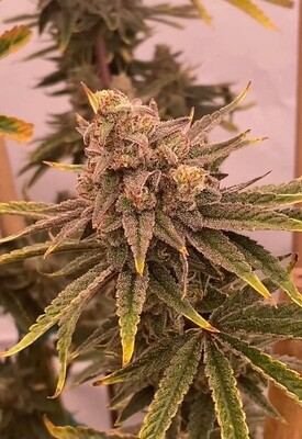 **** Gorilla Grip **** 
GG4 x PuTang