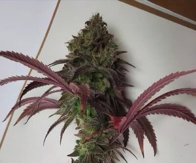 **** Gorilla Grip **** 
GG4 x PuTang