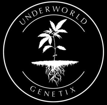 * Jealousy IX1 * Jealousy #9 x Jealousy F3