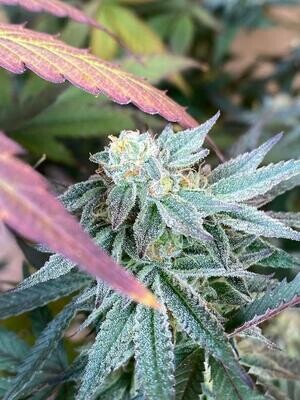 * Sugar Leaf Queen *
Sugar Black Rose x Jealousy F3