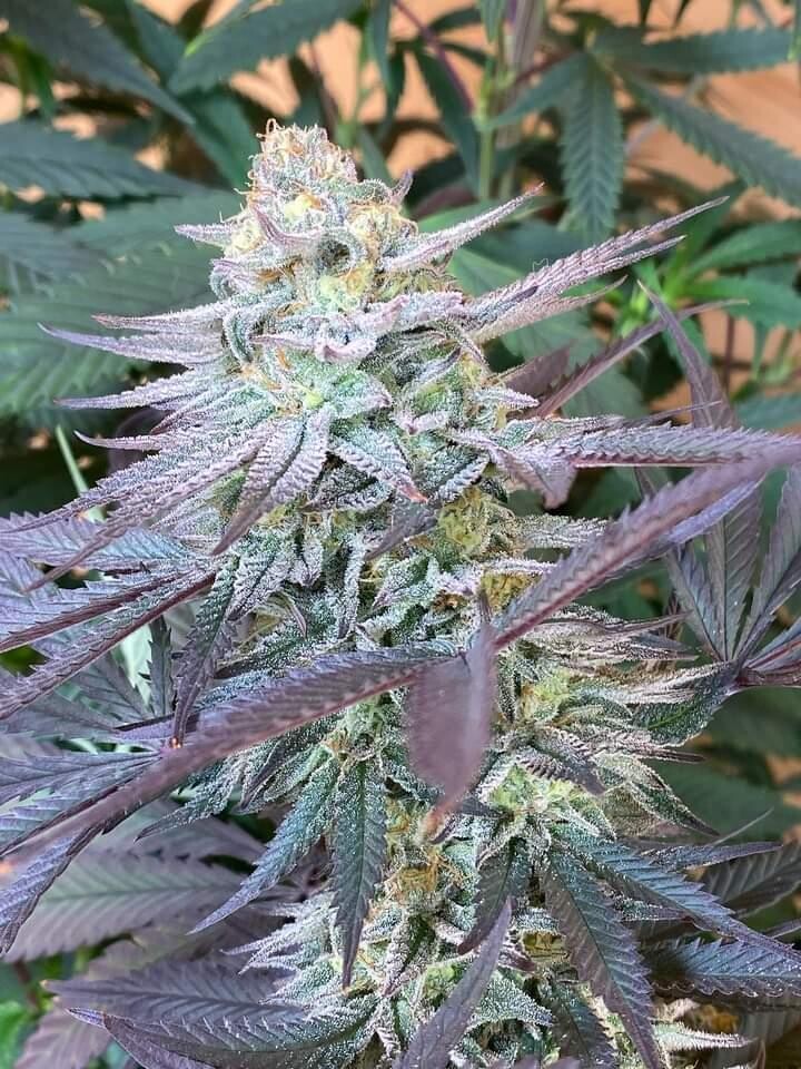 * Sugar Leaf Queen *
Sugar Black Rose x Jealousy F3