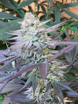 * Sugar Leaf Queen *
Sugar Black Rose x Jealousy F3