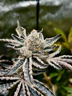 * Bukkake Jelly *
Cereal Milk x Jealousy F3