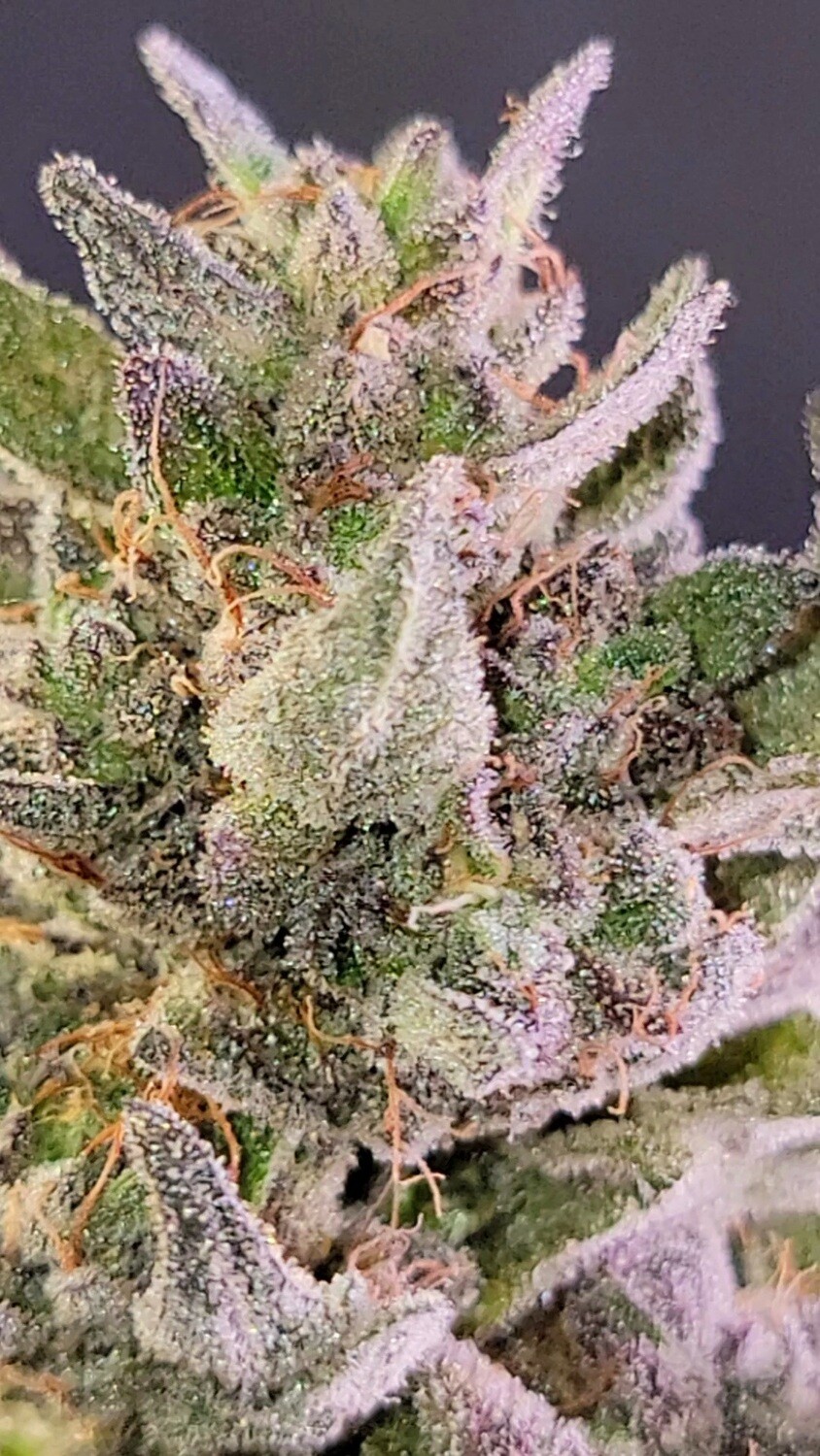 * Grapes N Cream x Jealousy F3 *