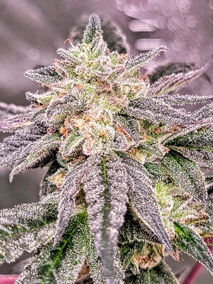 * Bitter Sweet * Horchata x Jealousy F3