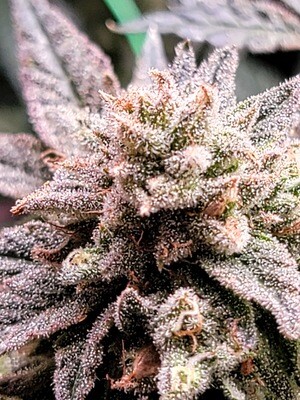 * Jelly Beanz * Zkittlez x Jealousy F3