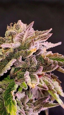 * Grape Jelly *
Grape Pie x Jealousy F3
