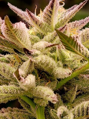 * Rabid *
Animal Cookies x Jealousy F3