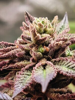 * Jelly Donuts *
Lemon Pastries x Jealousy F3