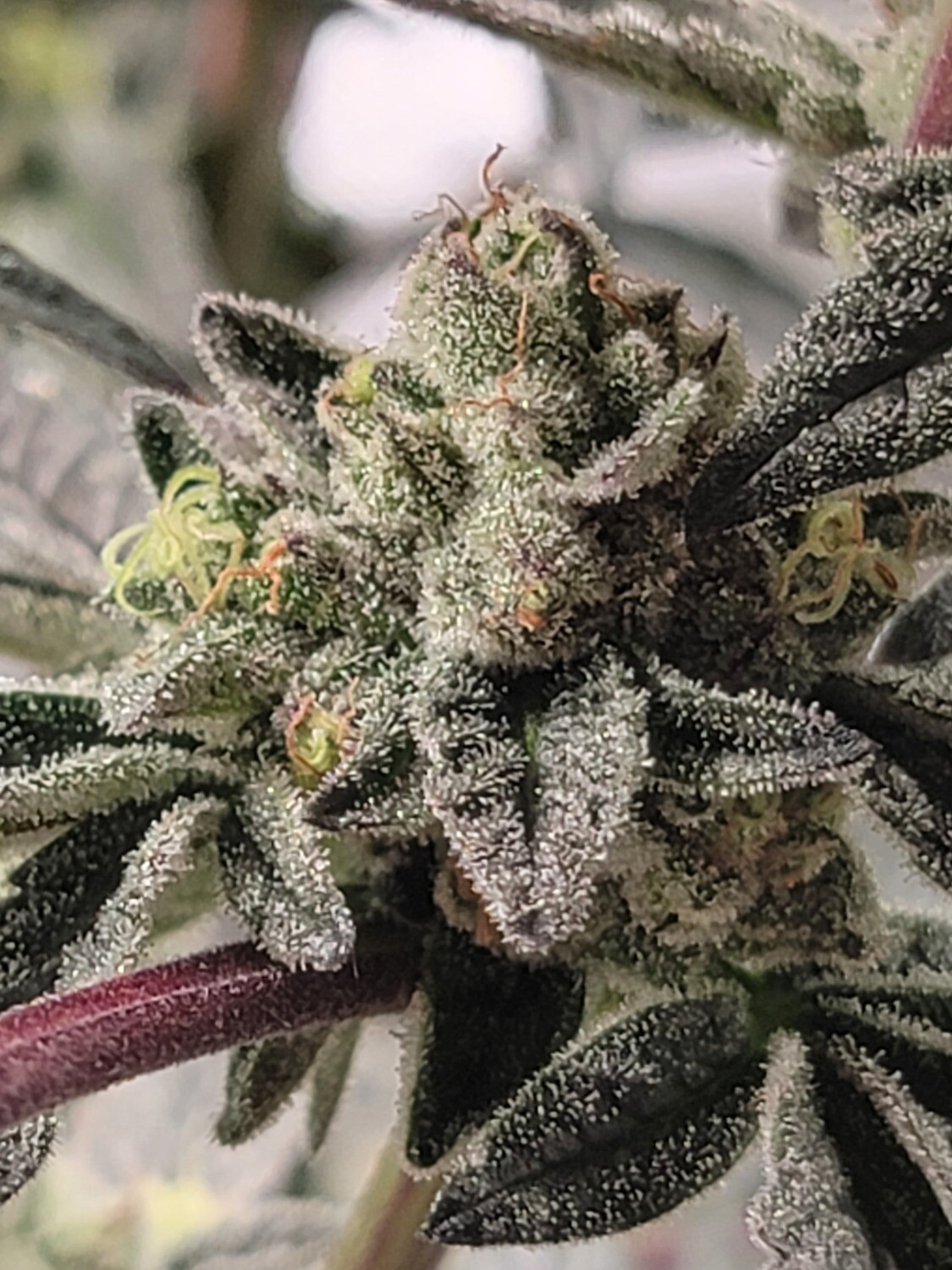 * Mint Jelly *
Thin Mints x Jealousy F3