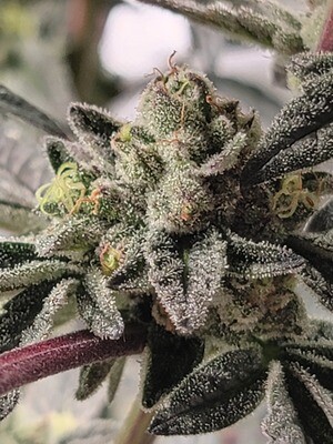 * Mint Jelly *
Thin Mints x Jealousy F3