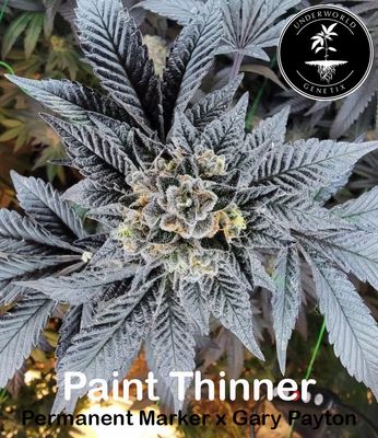 * Paint Thinner * (Gary Payton x Permanent Marker)