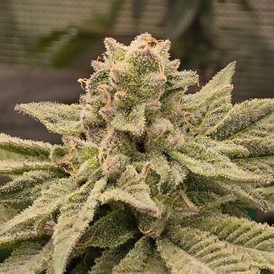 ** Boof Junky ** CAP Junky x Super Boof