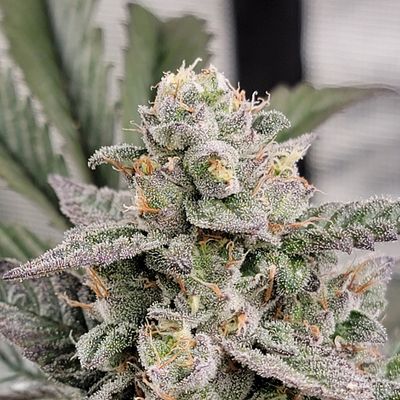 * Honey Boof Boof * Honey Banana x Super Boof