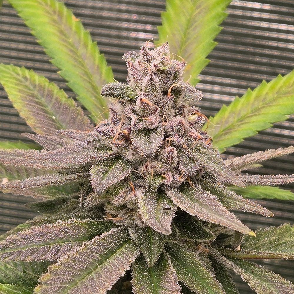 ** Boof Cakes ** Cake Crasher x Super Boof