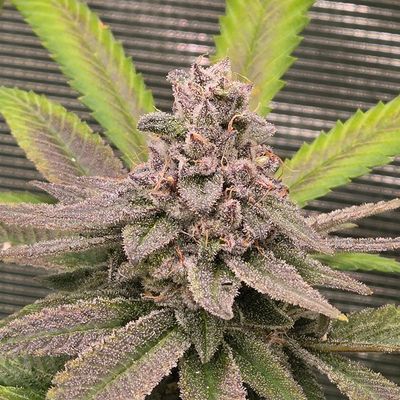 ** Boof Cakes ** Cake Crasher x Super Boof