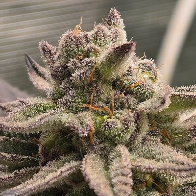 ** Boof Bomb ** Glitter Bomb x Super Boof