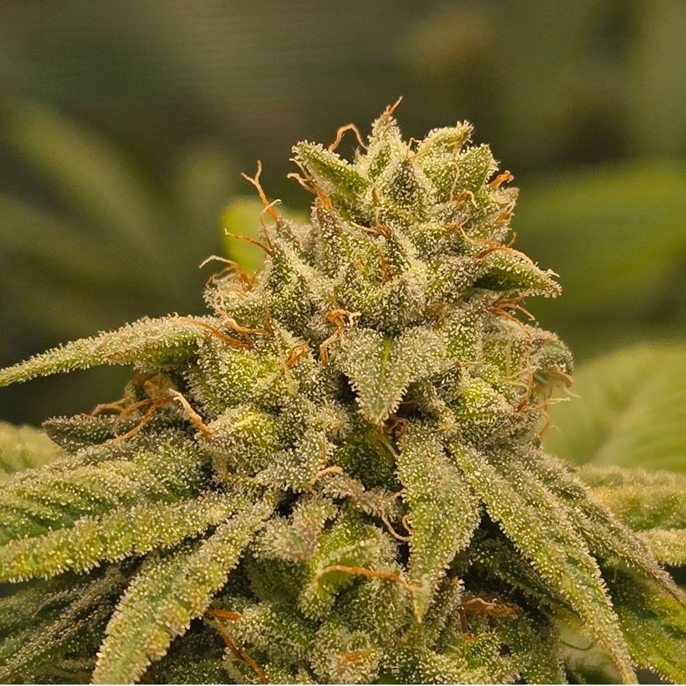 ** Boof Glue ** GG4 x Super Boof