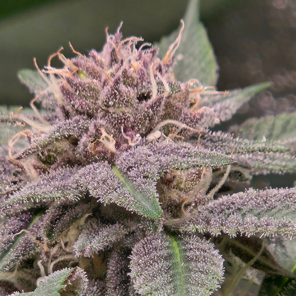 ** Lobster Boof ** Blue Lobster x Super Boof