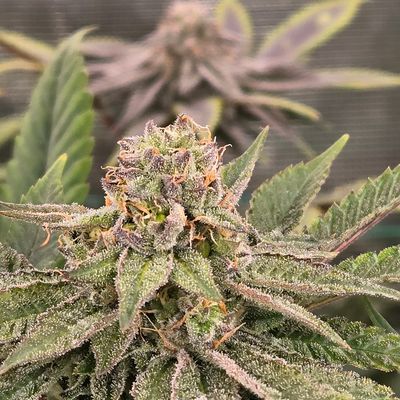 ** Super LCG ** LCG x Super Boof