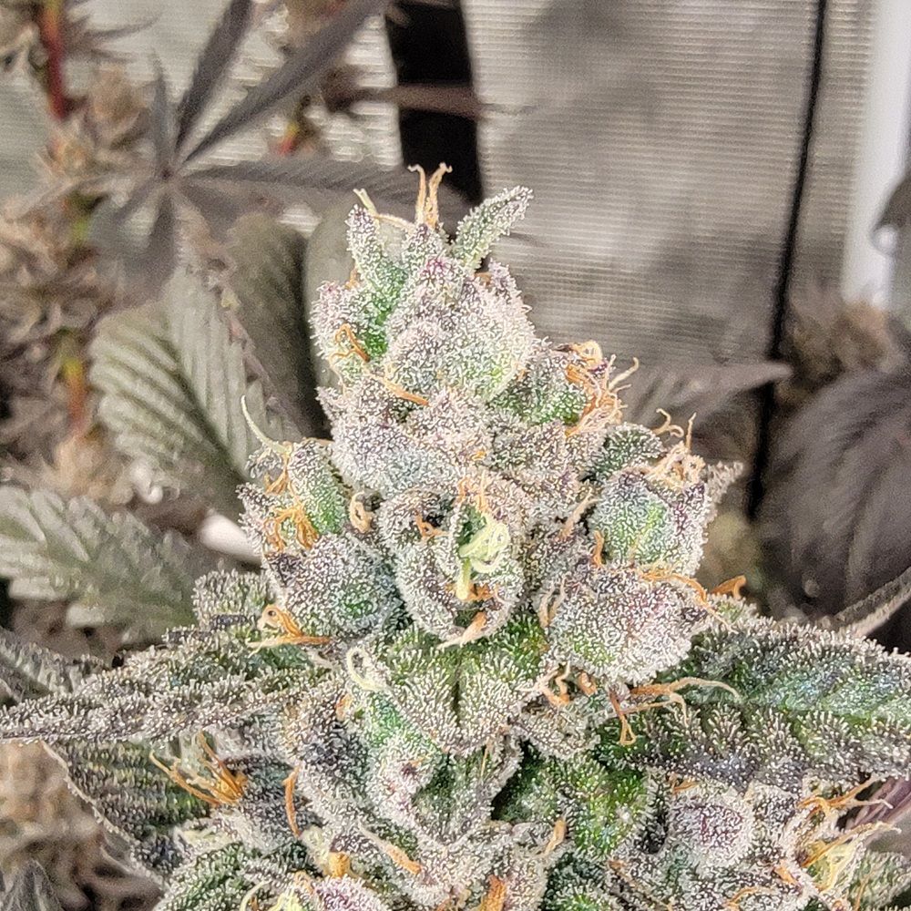 * Super Boof S1 * SB x SB