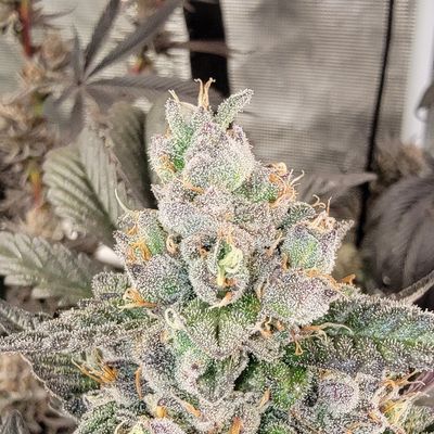 * Super Boof S1 * SB x SB