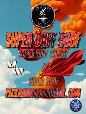 ** Super Buff Boof (SB BX1) ** Super Buff Cherry x Super Boof