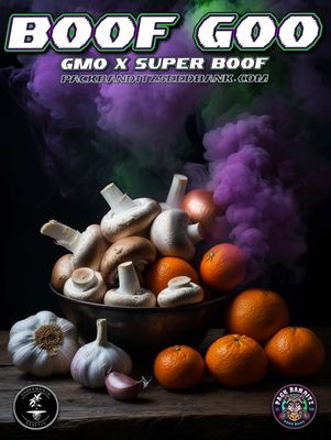 ** Boof Goo #1 ** GMO x Super Boof
