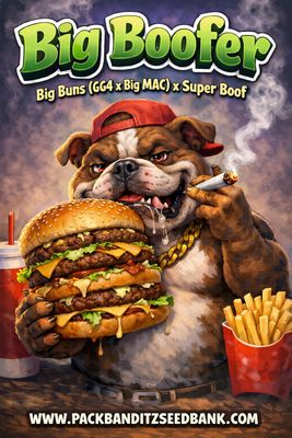Big Boofer