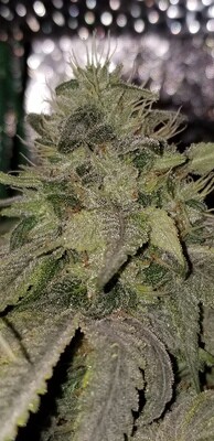 ***** Acid Drop ***** Gruntz X Acid Dough #22