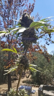 ***** Acid Drop ***** Gruntz X Acid Dough #22