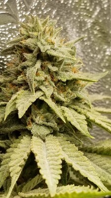 ** Acid Sundae ** Sundae Driver x Acid Dough #22
