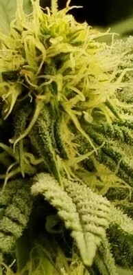 ****** ADHD ****** Durban Poison X Acid Dough