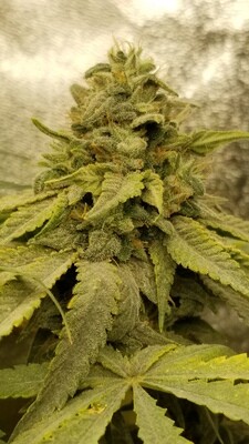 ****** ADHD ****** Durban Poison X Acid Dough