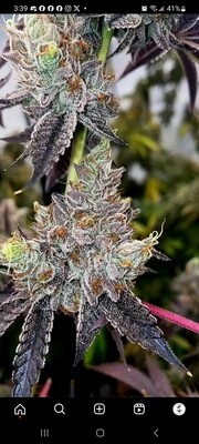 ** Acid Rainbow ** Rainbow Belts 1.0​ x Acid Dough #22