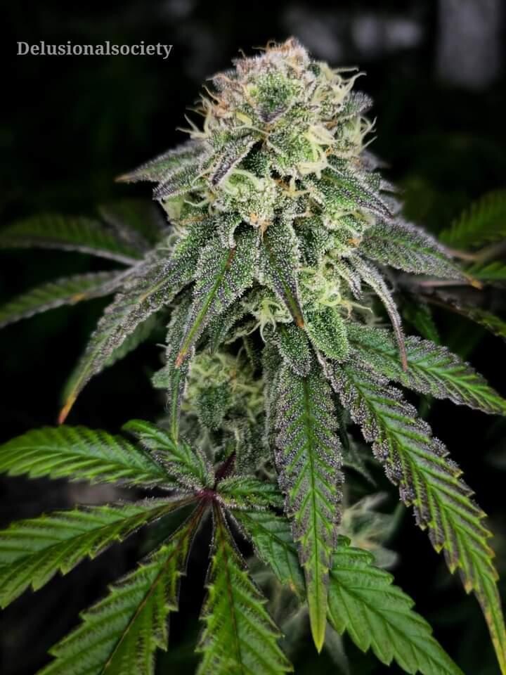 **** Payton's Pie **** Georgie Pie x Gary Payton