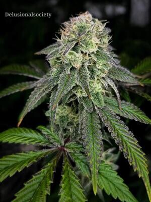 **** Payton's Pie **** Georgie Pie x Gary Payton