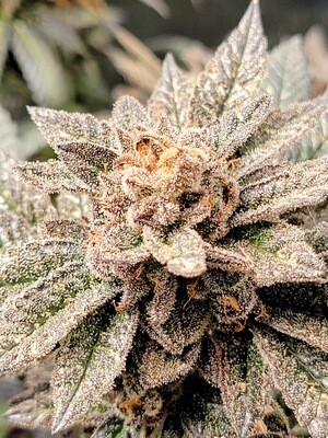 * Jelly Fart * Grape Gas S1 x Jealousy