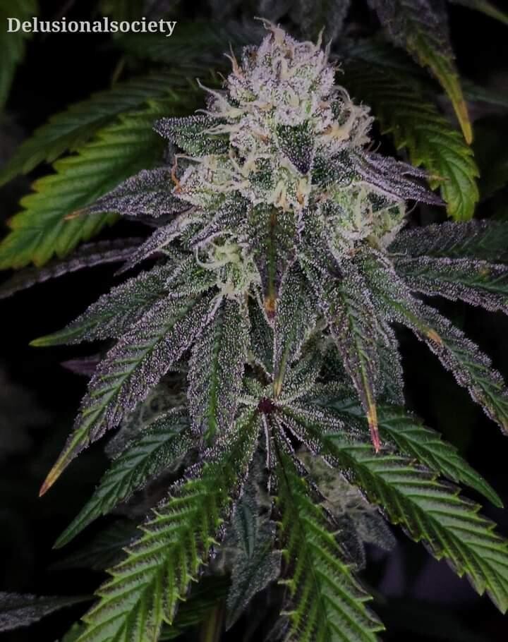 * OmiChronic * Lemon Cherry Gelato x Jealousy F3