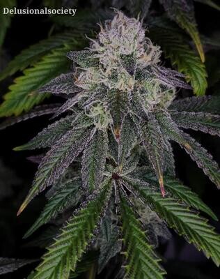 * OmiChronic * Lemon Cherry Gelato x Jealousy F3