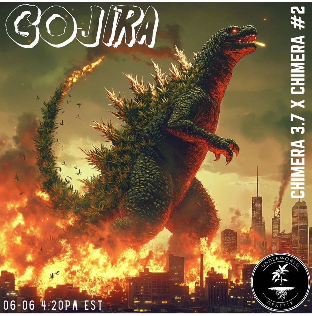 Gojira (Chimera 3.7 x Chimera #2)