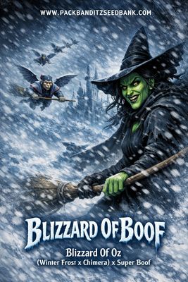Blizzard of Boof