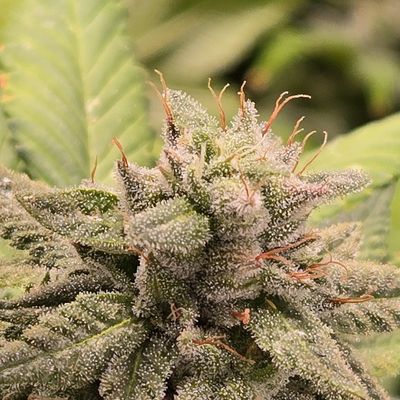 The Fury (GG4 x Chimera #2)