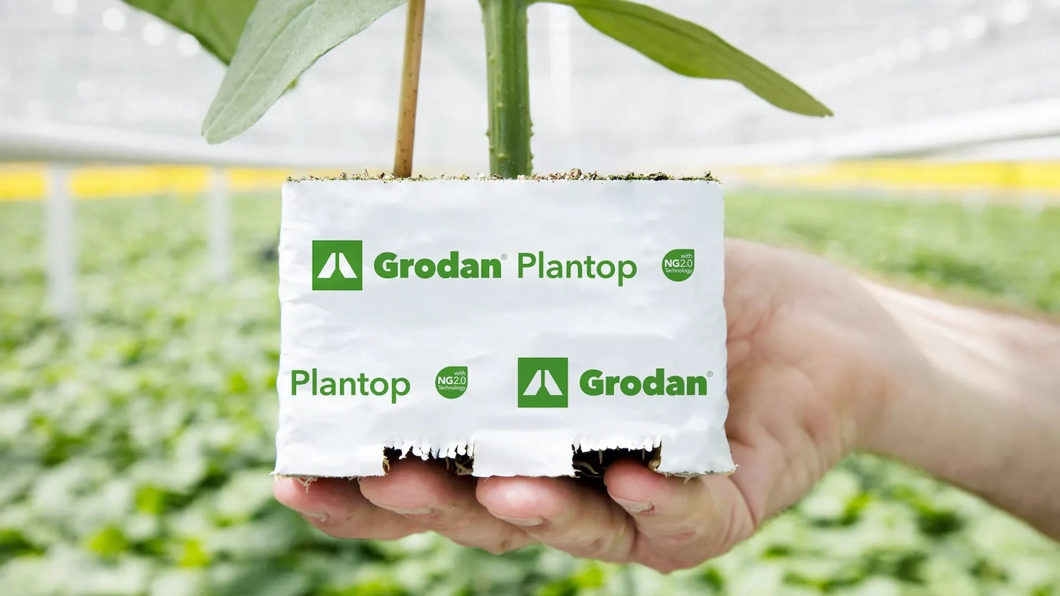 Plantop