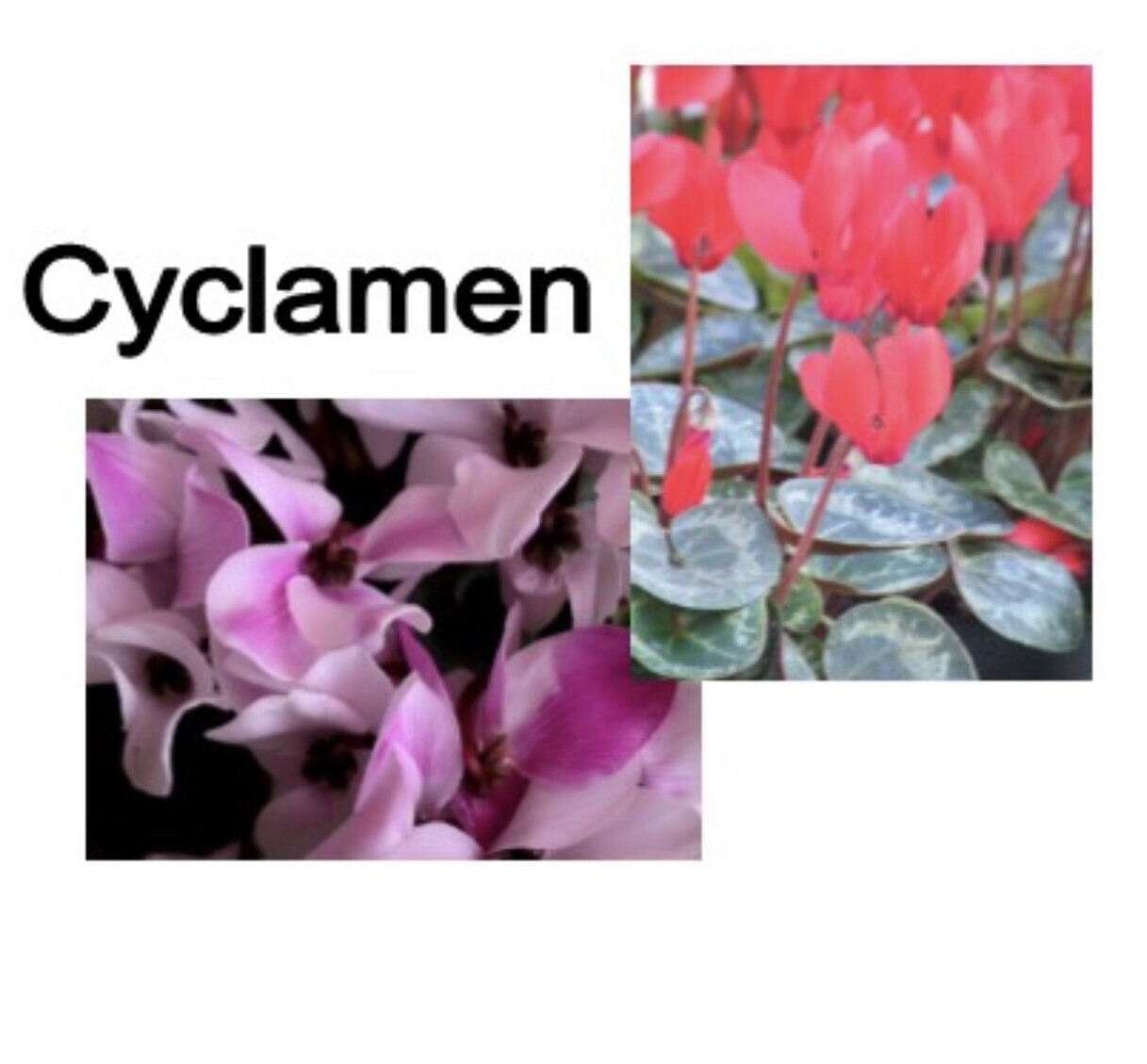 6” Cyclamen (Assorted Colors)